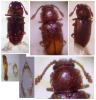 Cryptophagus sp.